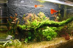 <b>2号站官网搬运鱼缸时对鱼缸保护的重要性</b>