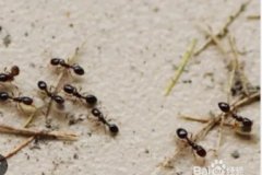 <b>2号站怎么注册为什么百度首页有8家蚂蚁搬家-</b>