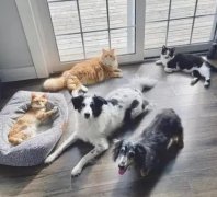 <b>2号站官网千只猫狗10余小时搬完-</b>
